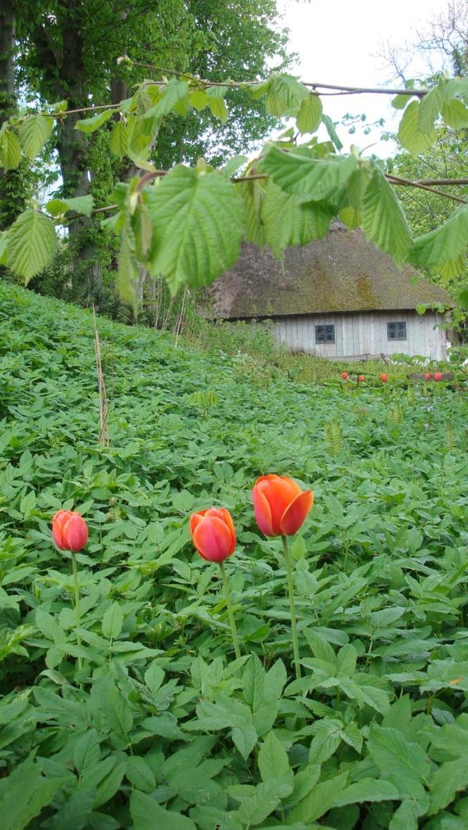 Lillemollens Bed & Breakfast Orbaek  Bagian luar foto